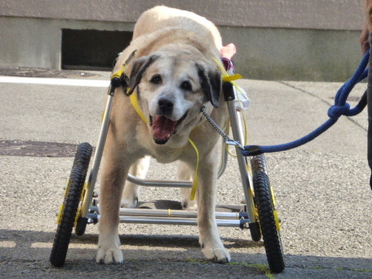 メディアで紹介されました。 - 犬の車椅子（犬用車椅子）・歩行器なら