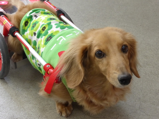 犬用くつ おむつカバー 犬の車椅子 犬用車椅子 歩行器なら工房スイーピー