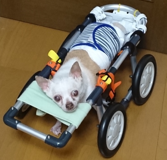 犬 歩行器  犬の歩行器　犬用車椅子