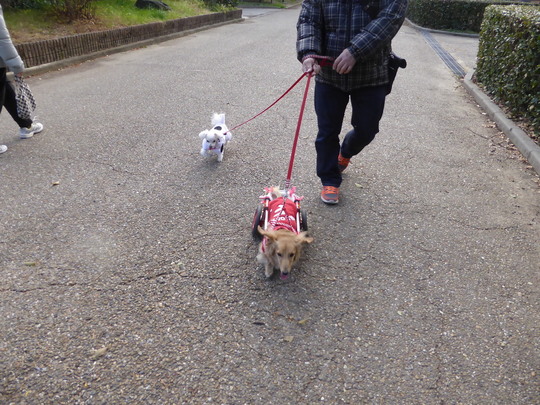 車椅子 歩行器の特徴 犬の車椅子 犬用車椅子 歩行器なら工房スイーピー
