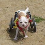 犬の車椅子（犬用車椅子）・歩行器なら工房スイーピー