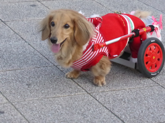 車椅子 歩行器の特徴 犬の車椅子 犬用車椅子 歩行器なら工房スイーピー