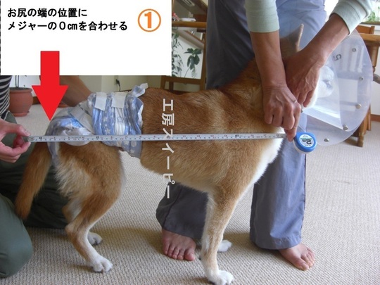 参考画像 - 犬の車椅子（犬用車椅子）・歩行器なら工房スイーピー
