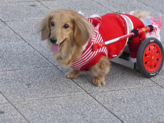 お問合せフォーム - 犬の車椅子（犬用車椅子）・歩行器なら工房スイーピー