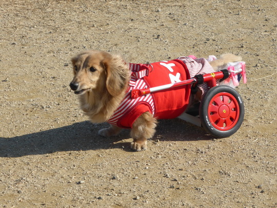 車椅子 歩行器の特徴 犬の車椅子 犬用車椅子 歩行器なら工房スイーピー