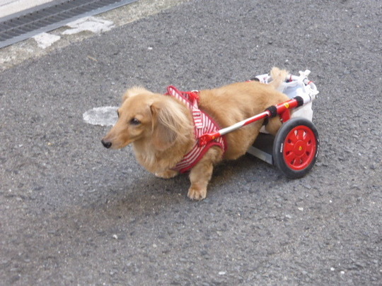 小型犬用車椅子 - 犬の車椅子（犬用車椅子）・歩行器なら工房スイーピー