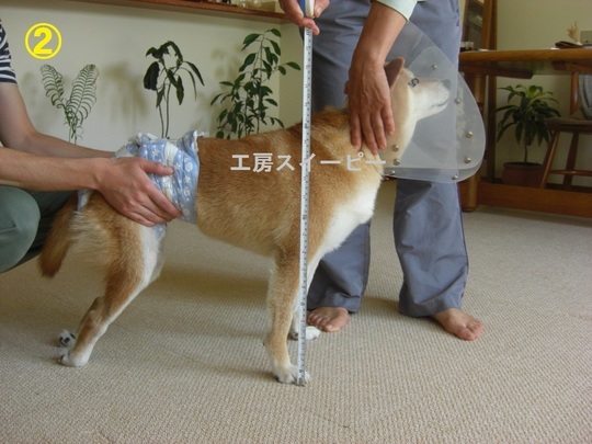参考画像 - 犬の車椅子（犬用車椅子）・歩行器なら工房スイーピー