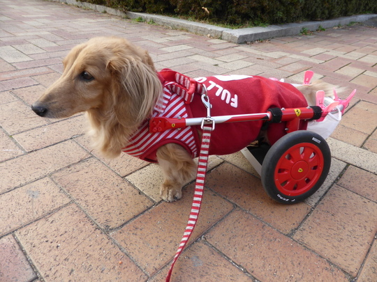 車椅子 歩行器の特徴 犬の車椅子 犬用車椅子 歩行器なら工房スイーピー