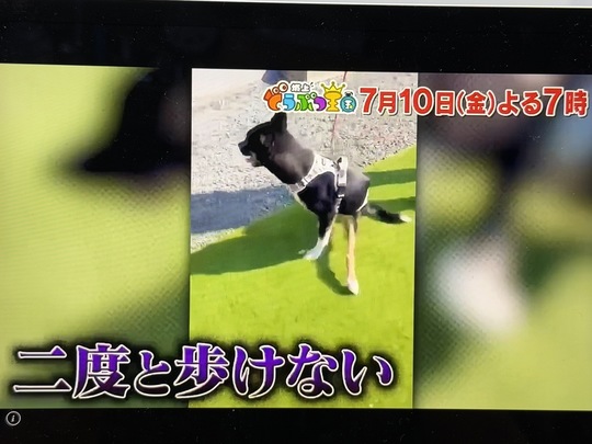 犬の車椅子（犬用車椅子）・歩行器なら工房スイーピー