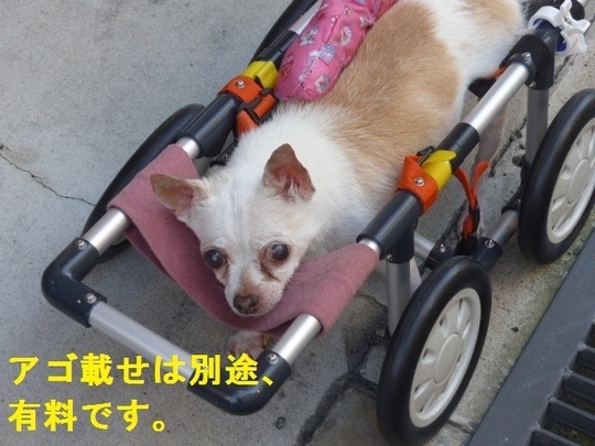 小型犬用車椅子 犬の車椅子 犬用車椅子 歩行器なら工房スイーピー