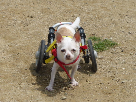 小型犬用車椅子 - 犬の車椅子（犬用車椅子）・歩行器なら工房スイーピー